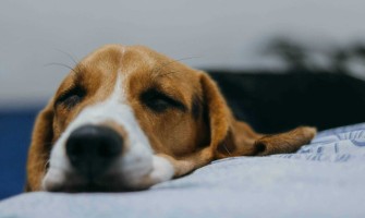 Diareea la câini: Care sunt cauzele și cum tratăm eficient problemele digestive?