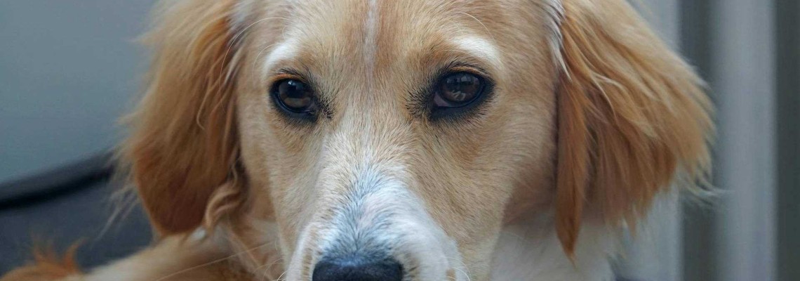 Cum să dezveți câinele să muște? Metode testate și sfaturi