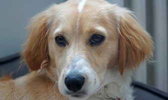 Cum să dezveți câinele să muște? Metode testate și sfaturi