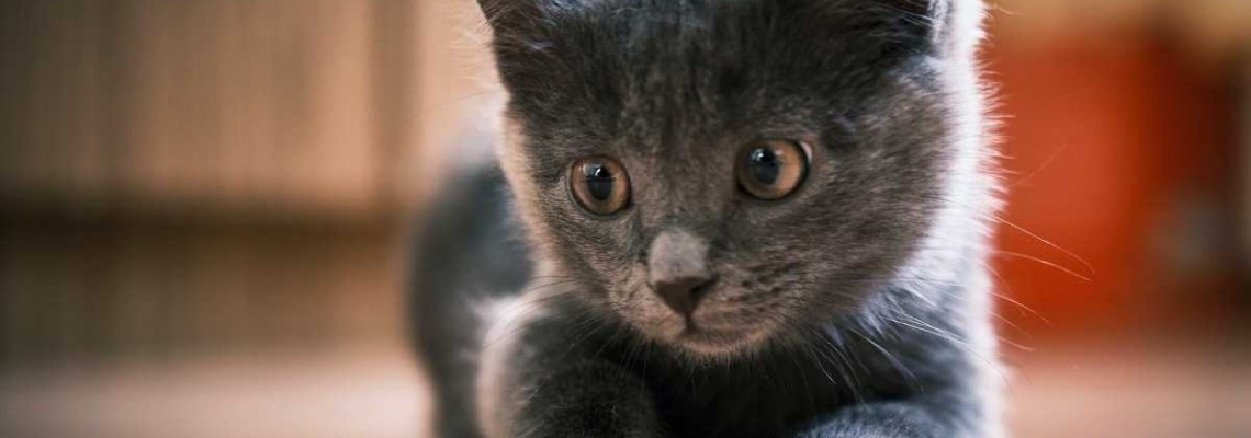 Cu ce să hrănești un pui de pisică? Cum arată alimentația corectă a pisoilor?