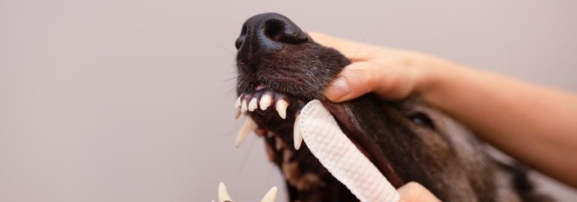 Cum recunoști problemele dentare la câini și pisici?