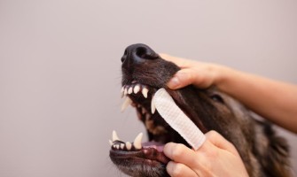 Cum recunoști problemele dentare la câini și pisici?