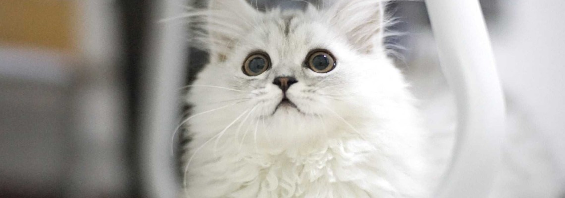 Miaunatul pisicii. Cum să înțelegi limbajul vocal al felinelor?