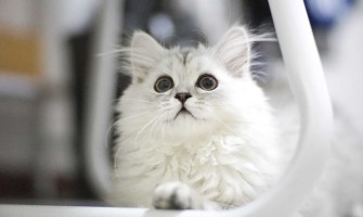 Miaunatul pisicii. Cum să înțelegi limbajul vocal al felinelor?