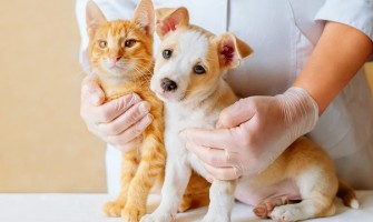 Teste de diagnostic rapid în practica zilnică