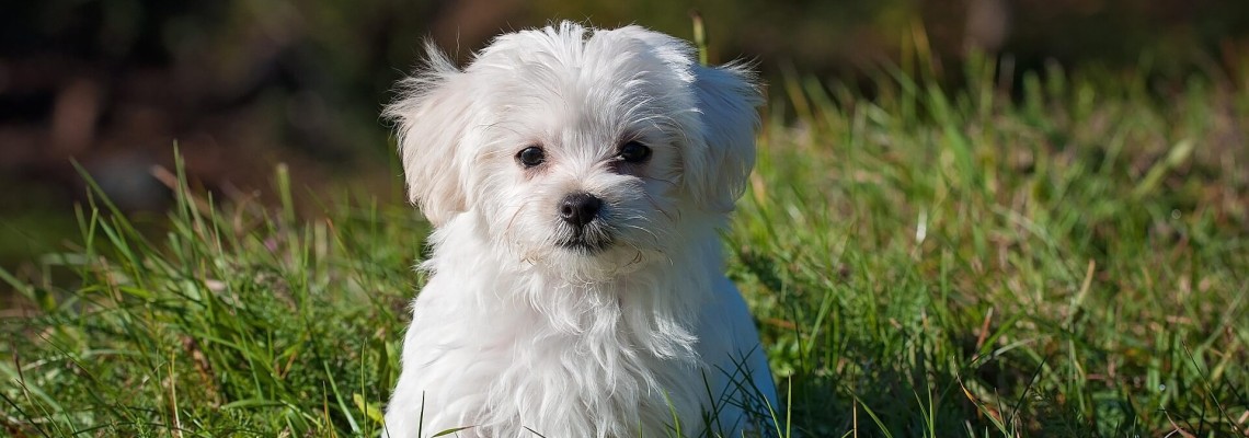 Se scarpină, îl ustură sau își linge lăbuțele? Cum să alegi dieta veterinară corectă pentru câinele cu probleme de piele