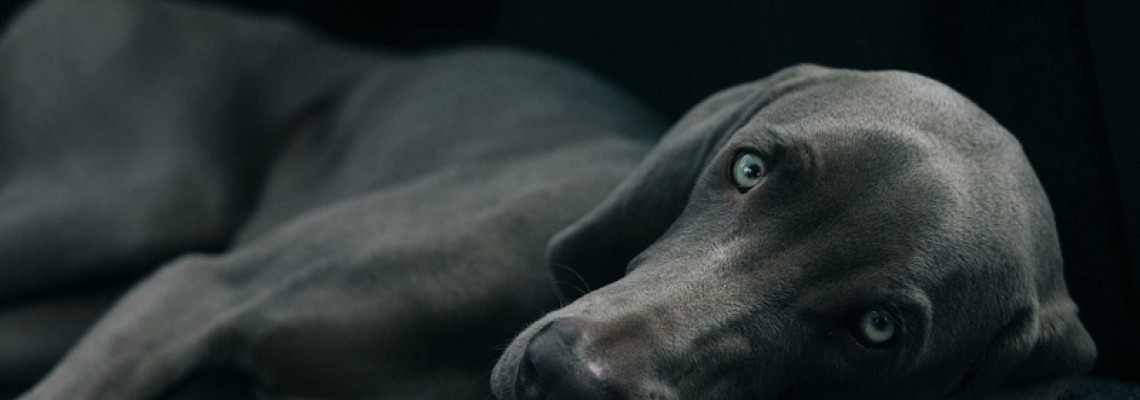 Câinele tău are diaree sau varsă? Soluția sigură pentru stomac sensibil