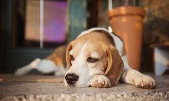 Gastrita la câini – simptome, cauze și tratament