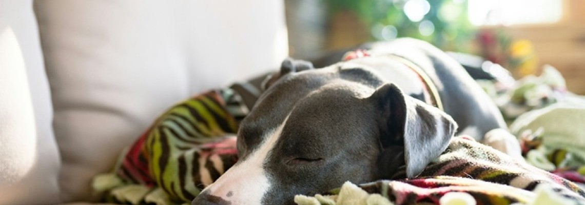 Giardia la Câini: Simptome, Tratament și Prevenție