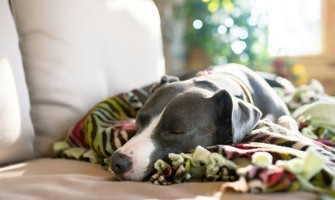 Giardia la Câini: Simptome, Tratament și Prevenție