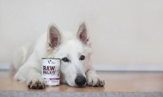 5 beneficii ale alimentației cu hrană umedă