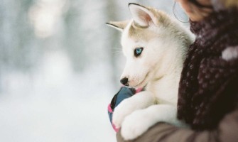 Îngrijirea Cățelușilor Iarna: Ghid Complet pentru o Dezvoltare Sănătoasă