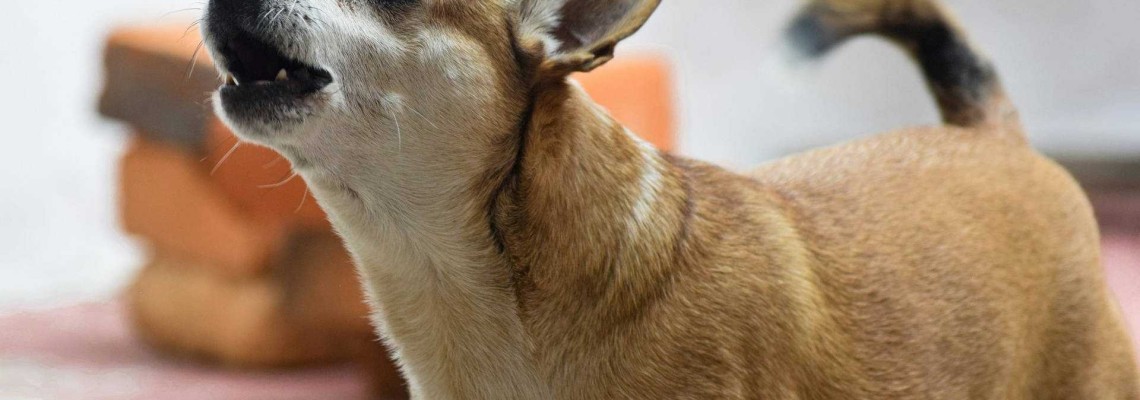 Lătratul câinelui - ce semnifică? De ce latră câinii?