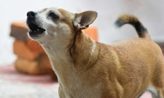 Lătratul câinelui - ce semnifică? De ce latră câinii?