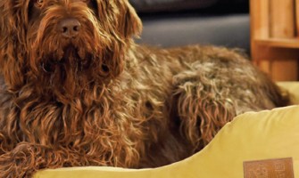 Ce este magnetoterapia?