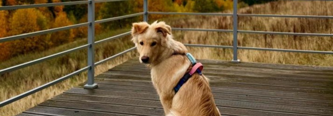 Importanța Rutinei în Viața Câinelui: De ce Programul Fix Aduce Fericire și Sănătate