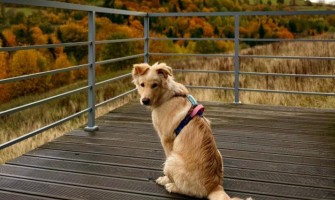 Importanța Rutinei în Viața Câinelui: De ce Programul Fix Aduce Fericire și Sănătate