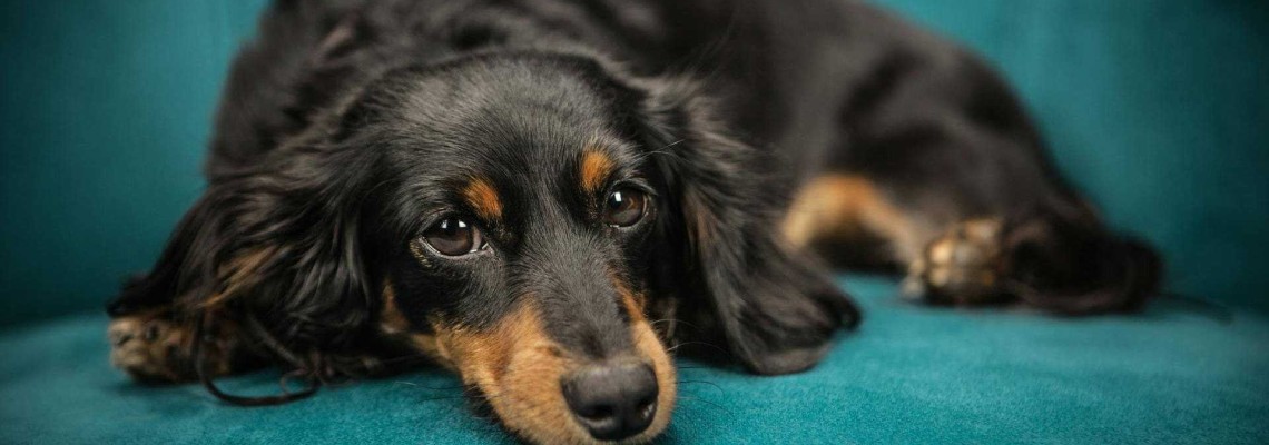 Anxietatea de separare la câini - care sunt simptomele și cauzele? Cum să scapi de anxietatea de separare?