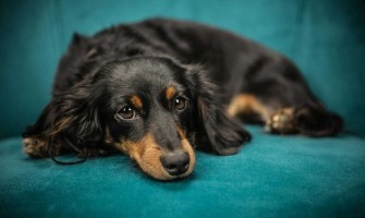 Anxietatea de separare la câini - care sunt simptomele și cauzele? Cum să scapi de anxietatea de separare?