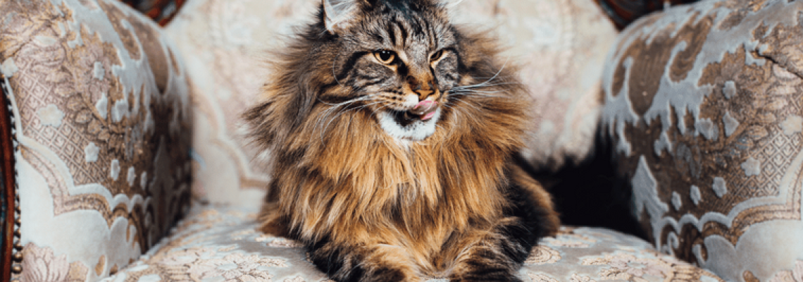 Ce pisică ți se potrivește după ziua de naștere – găsește-ți adevăratul „suflet-pereche” felin