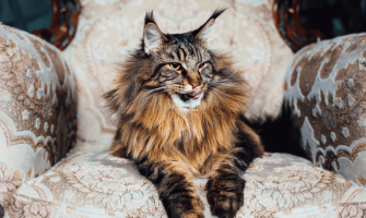 Ce pisică ți se potrivește după ziua de naștere – găsește-ți adevăratul „suflet-pereche” felin