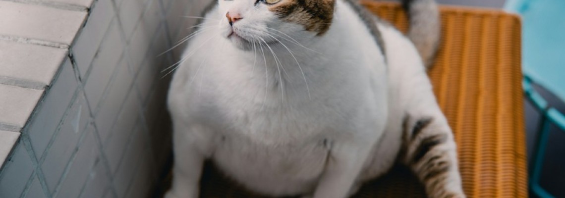 Supraponderalitatea la pisici - cauze și consecințe