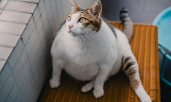 Supraponderalitatea la pisici - cauze și consecințe