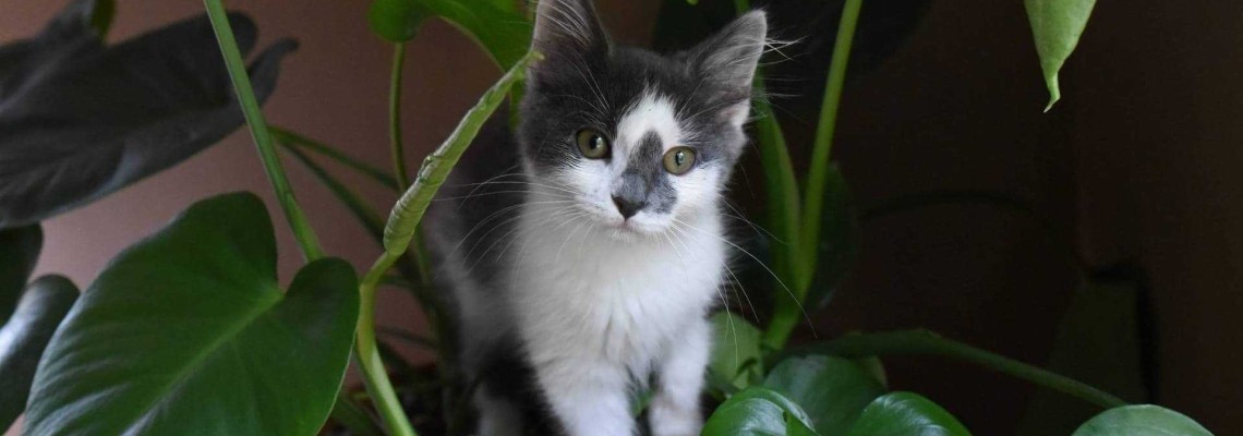 Plante otrăvitoare pentru pisici. Verifică dacă le ai în casă