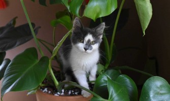 Plante otrăvitoare pentru pisici. Verifică dacă le ai în casă