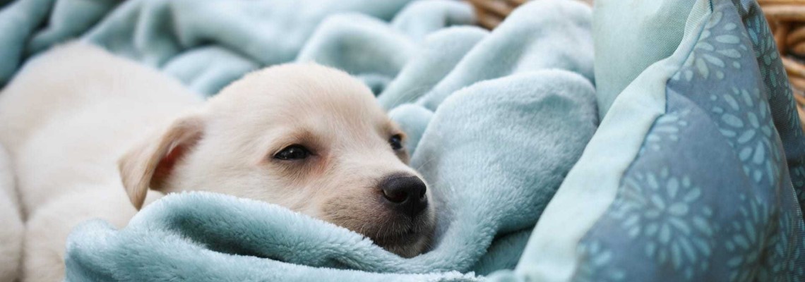 Puiul de câine nu vrea să mănânce - de unde provine lipsa apetitului?