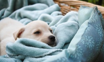 Puiul de câine nu vrea să mănânce - de unde provine lipsa apetitului?