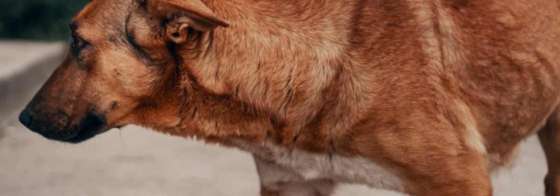 Demodicoza la câine - cauze, simptome, tratament