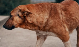 Demodicoza la câine - cauze, simptome, tratament