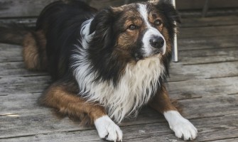 Sarcina falsă la câini – ce este și cum ai grijă de cățeaua ta