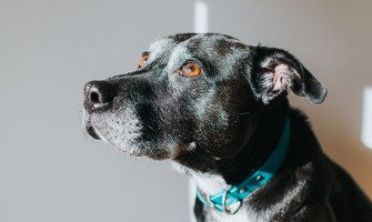 Cataractă senilă sau scleroză nucleară de cristalin