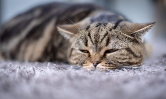 Cum să știi dacă pisica ta suferă de durere?