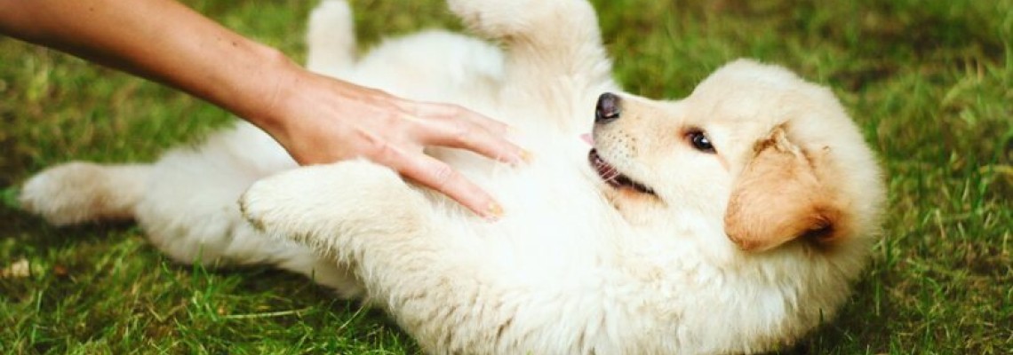 Socializarea câinelui – cum să o faci inteligent? Ghidul stăpânului