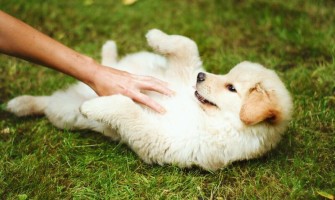 Socializarea câinelui – cum să o faci inteligent? Ghidul stăpânului