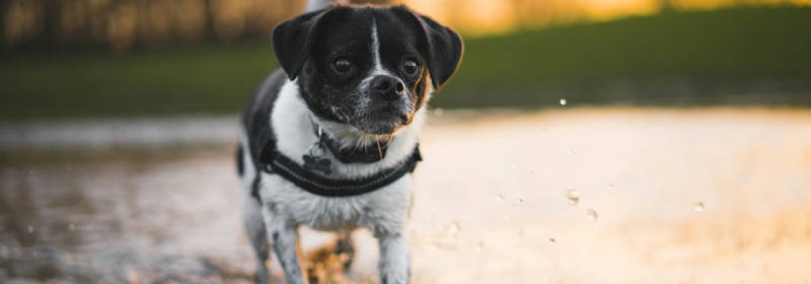 Ce suplimente și vitamine sunt necesare pentru câini?