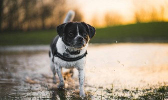 Ce suplimente și vitamine sunt necesare pentru câini?