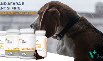 Toamna animalelor noastre: cum protejăm câinii și pisicile în sezonul rece și ploios