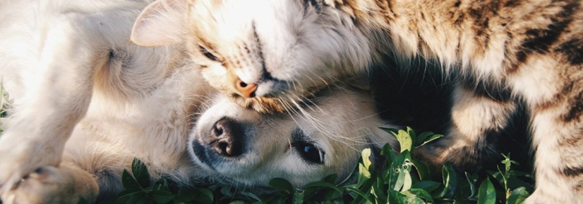 Tetanosul la Câini și Pisici: O Amenințare Tăcută dar Fatală