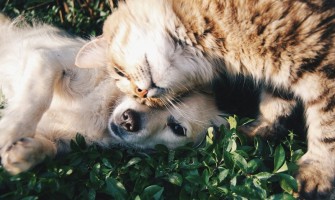 Tetanosul la Câini și Pisici: O Amenințare Tăcută dar Fatală