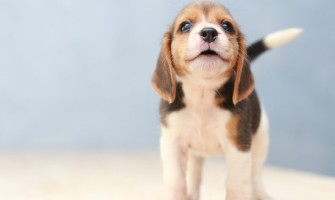 Burtă mică, problemă mare – ce hrană ar trebui să-i dai unui cățeluș cu tulburări digestive?