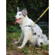 Lesă pentru câini M-PETS Wild Safari Regular L-XL cu mâner moale 10836999