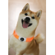 zgardă LED reîncărcabilă pentru câini M-PETS FLASH Orange USB vizibilă până la 300m
