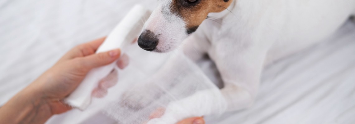 Managementul Plăgilor in Clinica Veterinară și la Domiciliu Tratarea unei rani la animalul tău de companie. Managementul Plăgilor in Clinica Veterinară și la Domiciliu Tratarea unei rani la animalul tău de companie.