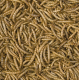 MEAL WORMS- TERRARIUM FOOD- 13G