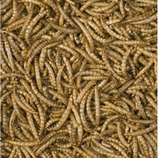 MEAL WORMS- TERRARIUM FOOD- 13G